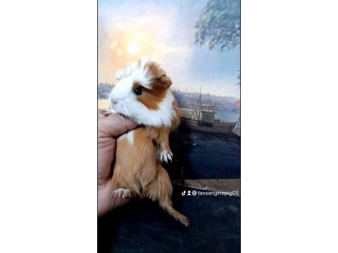Yavru ve yetişkin guinea pig mevcuttur