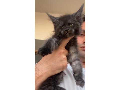 Siyah duman (black smoke) dişi maine coon