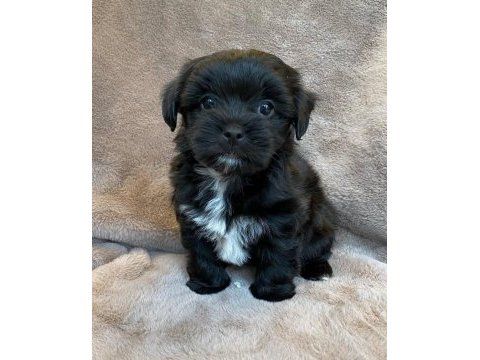 Çanta boy büyümeyen morkie yavruları