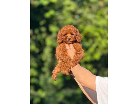 Teacup aşılı eğiitimli toy poodle