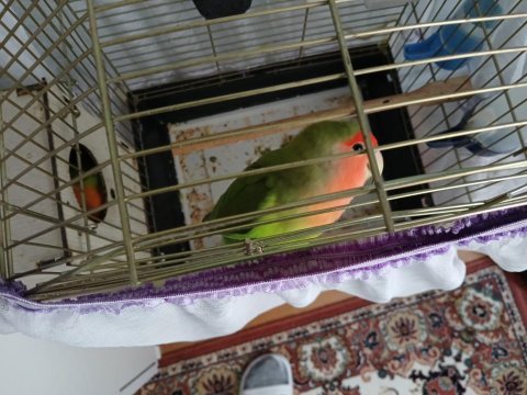 Çift ve eşli cennet papağanı