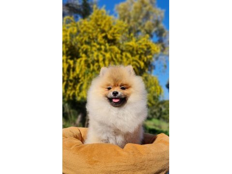 6 aylık dişi şecereli teddy face pomeranian boo