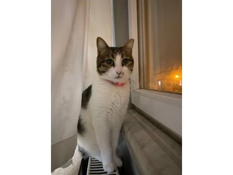 Kedimiz luna için acil yuva arıyoruz