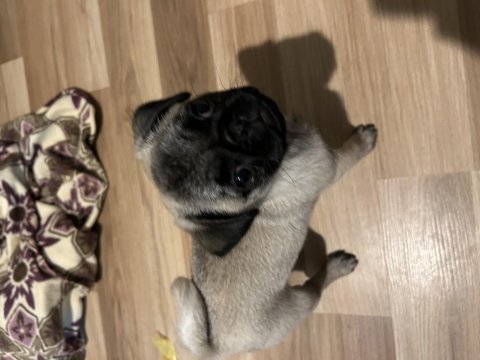 Pug yavrumuz yeni ev arıyor