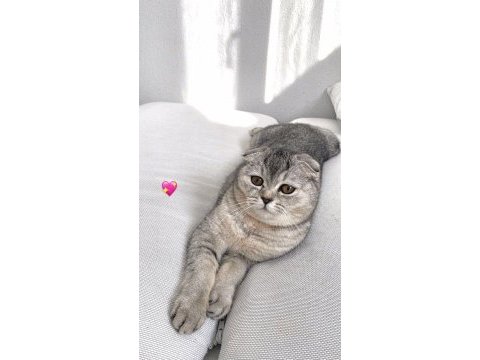 Ev arıyoruz scottish fold kızıma