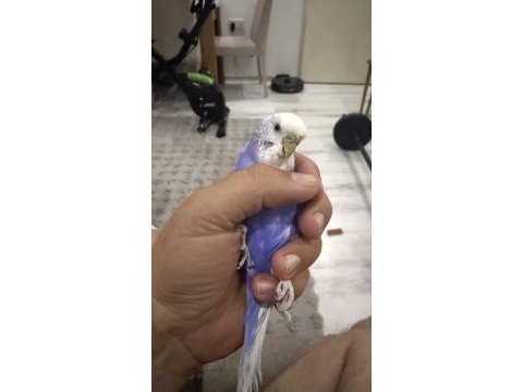 9 aylık dişi muhabbet kuşu