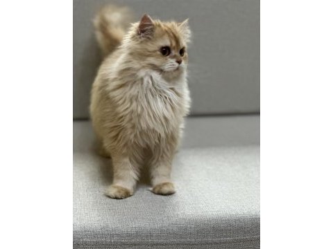 Yakışıklı golden british longhair erkek