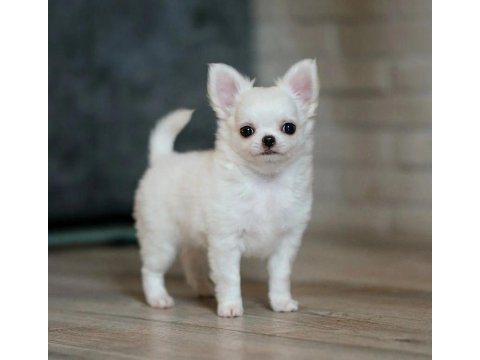 Irkının tüm standartlarında safkan chihuahua yavrularımız