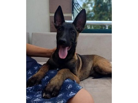 Fcı kıf şecereli aşılı ve çipli malinois yavrularım