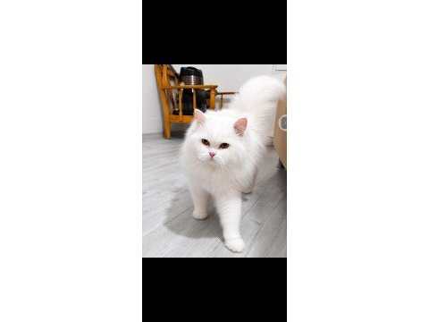 British longhair kedisi beyaz