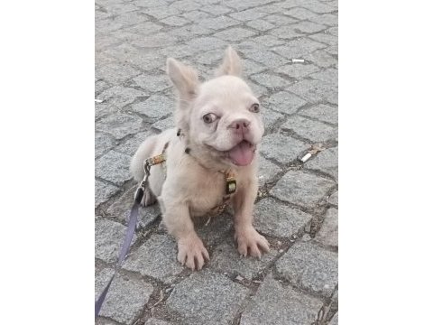 French bulldog 5 aylık