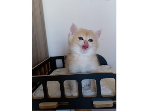 Lilac golden erkek british shorthair yavru