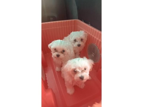 Sevimli maltese dişi yavrular