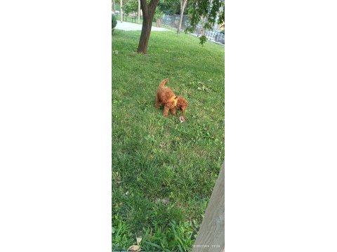 3 aylık toy poodle