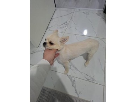 Orjinal erkek chihuahua