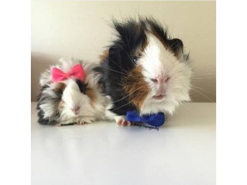 Kapıya teslim guinea pig setleri
