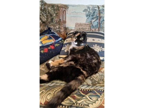 Scottish fold kaliko çok komik ve çok insancıl