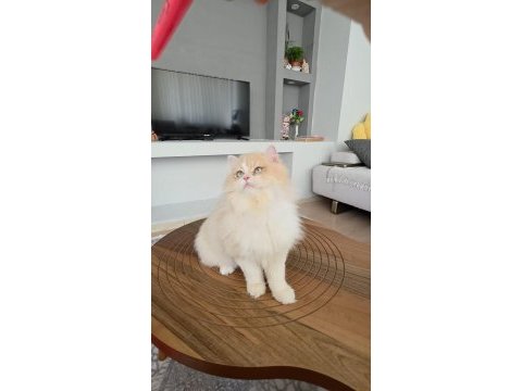 British longhair kedilerim