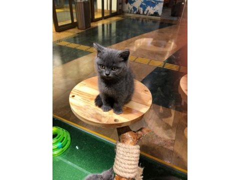Sevimli british shorthair