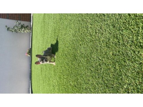 Fransız bulldog yavrular
