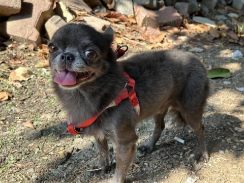 Chihuahua erkek 5 yaşında