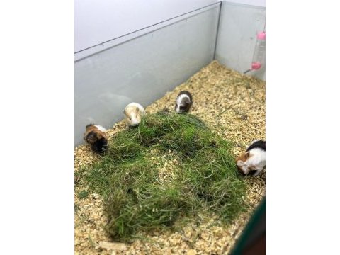 Yavru ginepigler burada