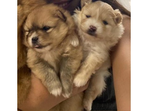 Erkek ve dişi pomeranian boo yavrularımız