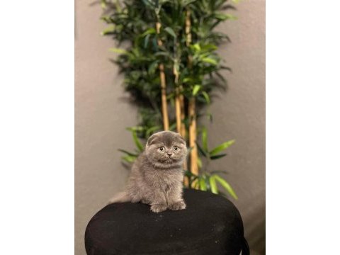 Ayı surat scottish fold yavrularımız 