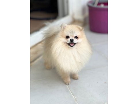 Pomeranian boo yavrular
