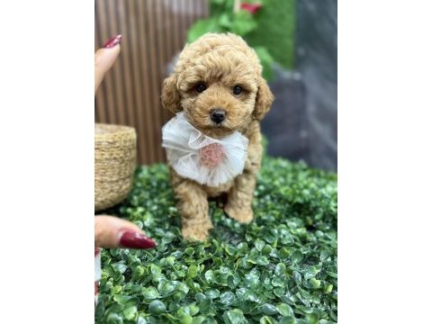 Şeker tadında maltıpoo