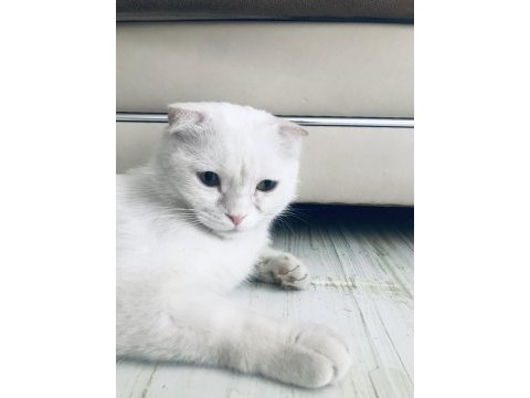 7 aylık erkek scottish fold