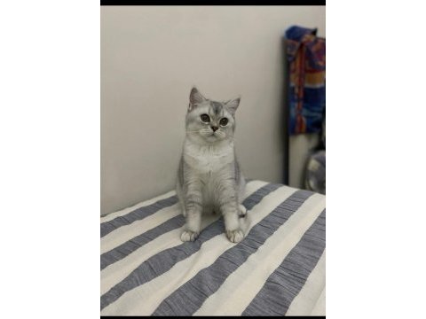 British shorthair kızımıza eş arıyoruz