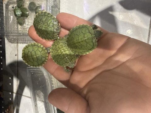 Kırmızı yanaklı su kaplumbağası
