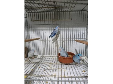 Yeni yeme düşen forpus papağanları