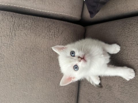 British shorthair erkek yavrumuz