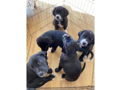 Labrador yavru köpeğimiz