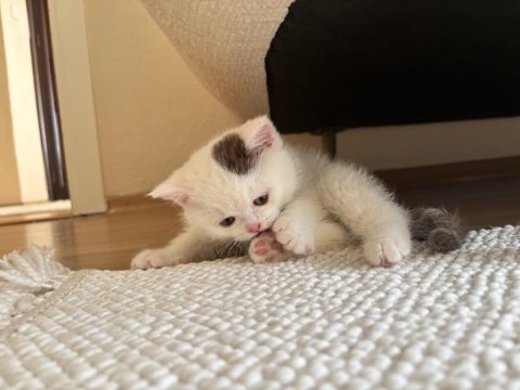 Cinnamon harlyquin british shorthair