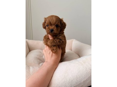 Maltipoo korean bebekler