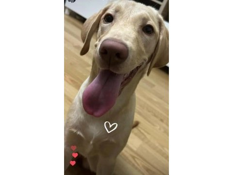 Latte kızımıza (labrador) yuva aranıyor