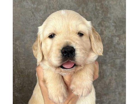 Golden retriever yavruları