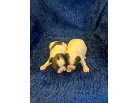 Fransız bulldog köpeğimiz