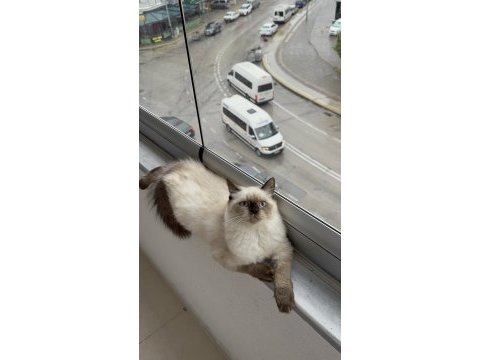 British longhair yavrumuz