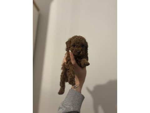 2 buçuk aylık aşılı erkek poodle yavrular