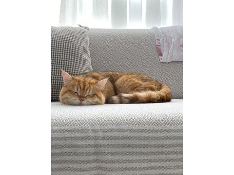 British shorthair 1 yaşında
