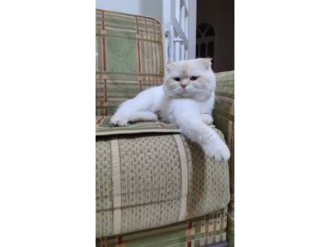 Scottish fold kedimizi çifleştirme
