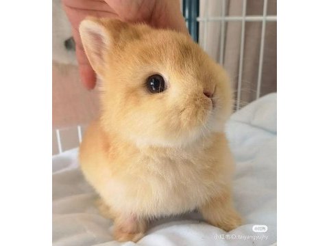 Sarı kahverengi karamel hollanda lop yavru tavşanı