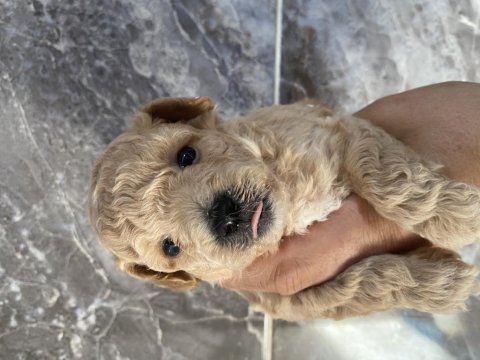 Orjinal maltipoo yavrular