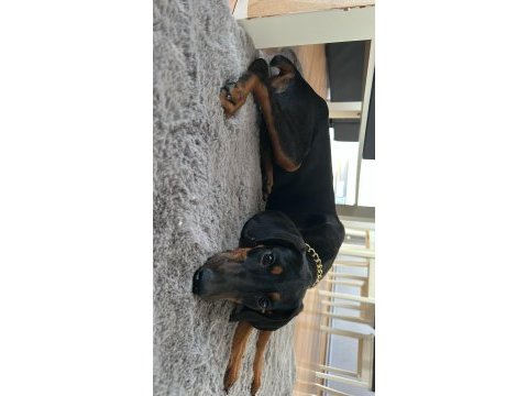 3 aylık dişi safkan doberman