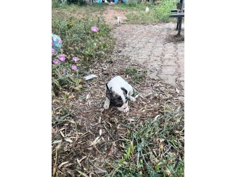 French bulldog merle egzotik yavrular