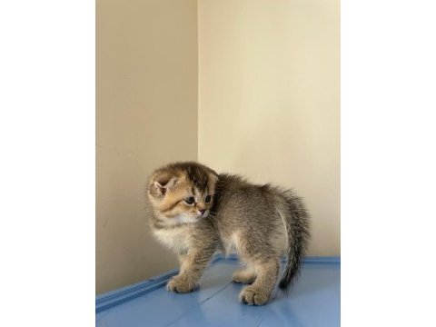 Scottish fold golden 2.5 aylık